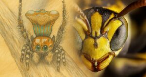 Esta araña imita a una avispa tan bien que incluso engaña a la inteligencia artificial