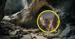 Este tesoro fósil del Pleistoceno hallado en las profundidades de una cueva está reescribiendo lo que sabemos de la fauna prehistórica