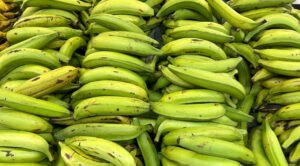 Estiman que 6.000 hectáreas de plátano están en riesgo de inundaciones