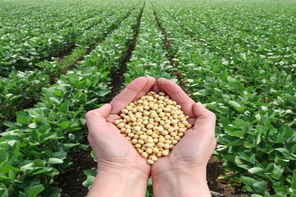 Exportación de soja en Paraguay cae en 1,3 millones de tonelada en el primer semestre de 2025