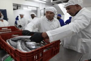 Exportan 24 toneladas de pescado desde el estado Miranda a China – AlbertoNews