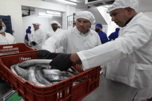 Exportan 24 toneladas de pescado desde el estado Miranda a China