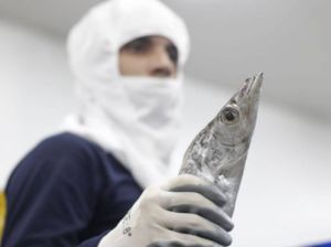 Exportaron 24 toneladas de tajalí a Shanghái
