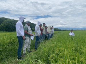 Fedearroz pide a Minagricultura implementar nuevas medidas eficaces ante paro nacional | Agro | Economía