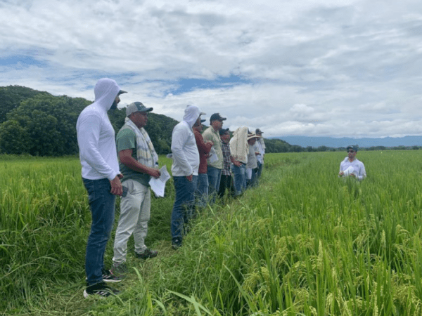 Fedearroz pide a Minagricultura implementar nuevas medidas eficaces ante paro nacional | Agro | Economía