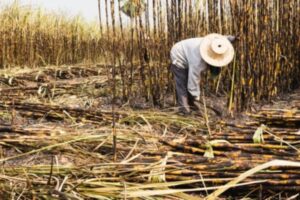 Fesoca: 5.000 hectáreas de caña de azúcar en Portuguesa resultaron afectadas por las lluvias y las inundaciones