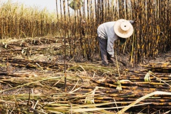 Fesoca: 5.000 hectáreas de caña de azúcar en Portuguesa resultaron afectadas por las lluvias y las inundaciones