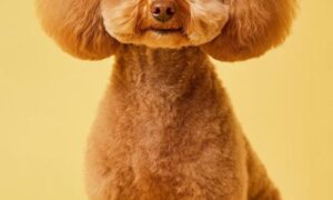 Grooming Fest Venezuela evento para amantes del cuidado animal