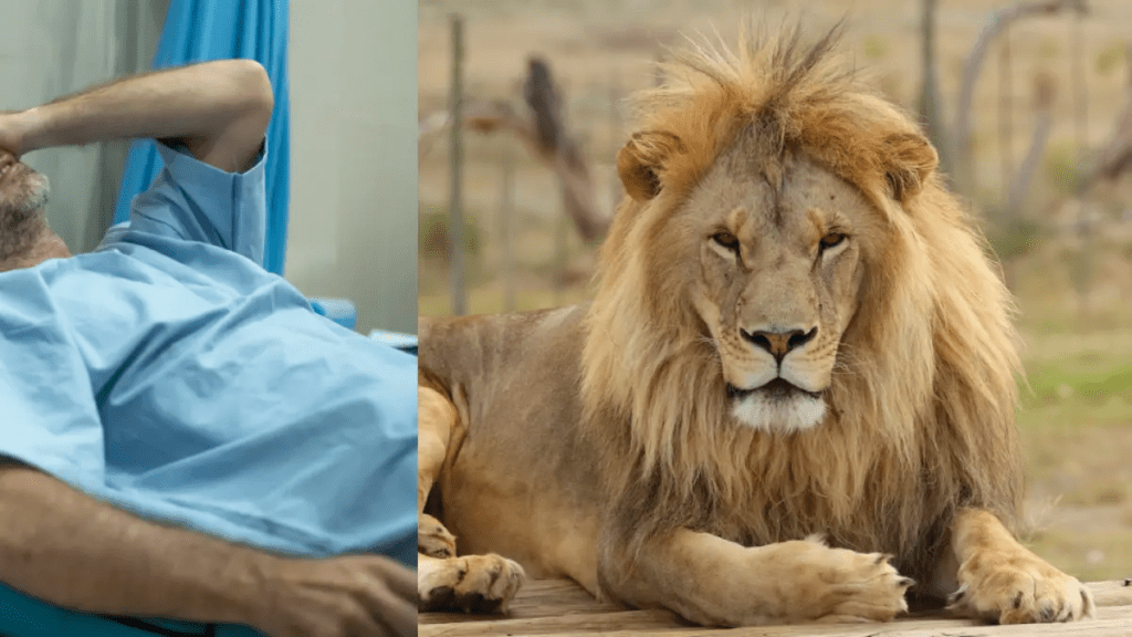Hombre fue atacado por león que escapó de un zoológico en Turquía: ‘Cayó sobre mí’