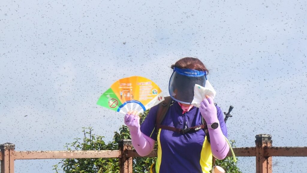 Hordas de 'insectos del amor' han invadido la capital surcoreana (Video) - AlbertoNews