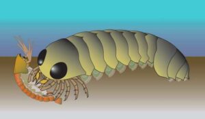 Inesperado origen oceánico de las arañas y los escorpiones
