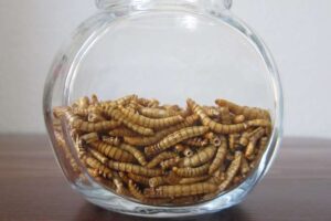 Insectos en el plato: la solución sostenible que promete alimentar al mundo