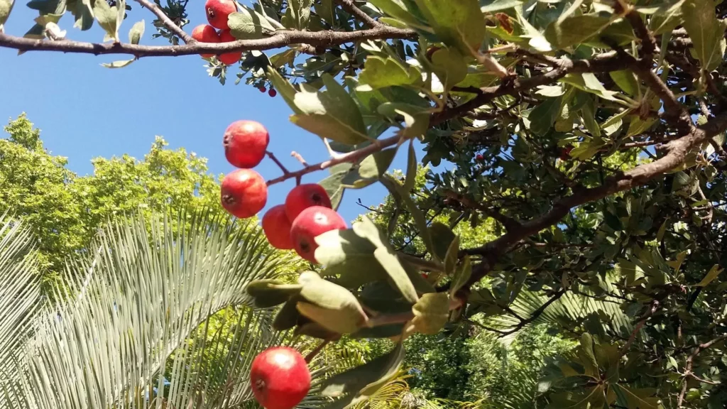 Investigadores de la UGR revelan el alto poder antioxidante de las frutas tradicionales de la Vega