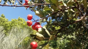 Investigadores de la UGR revelan el alto poder antioxidante de las frutas tradicionales de la Vega