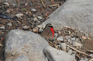 La Mariposa 88 que habita en América Latina