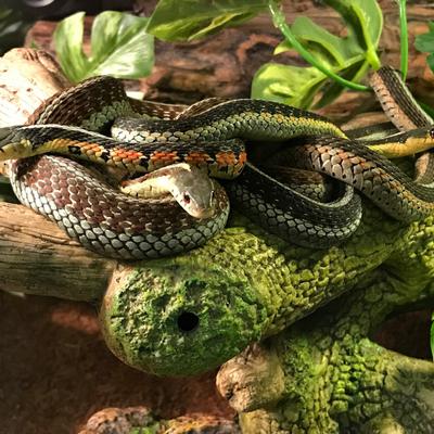 Las serpientes también tienen amigos, según la ciencia