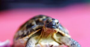 Las tortugas, un prometedor modelo para estudiar la longevidad y prevenir el cáncer