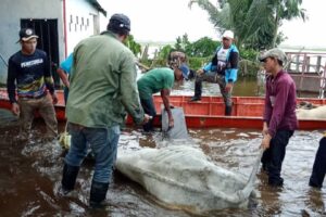 Lluvias desbordan crisis del sector ganadero