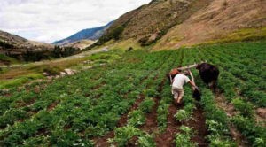 Lluvias ocasionaron pérdida total en 150 hectáreas cultivables
