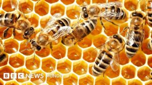 Los secretos químicos de la miel que la hacen perdurable y resistente a las bacterias