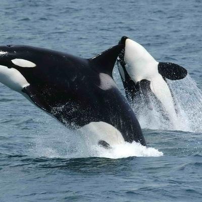 Los “superpoderes” de las orcas: de la caza en grupo a la ecolocalización, 5 datos sobre el mayor depredador del océano
