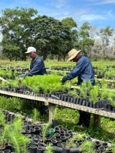 Maderas del Orinoco aportará 6,5 millones de plantas para recuperar suelos degradados en Bolívar