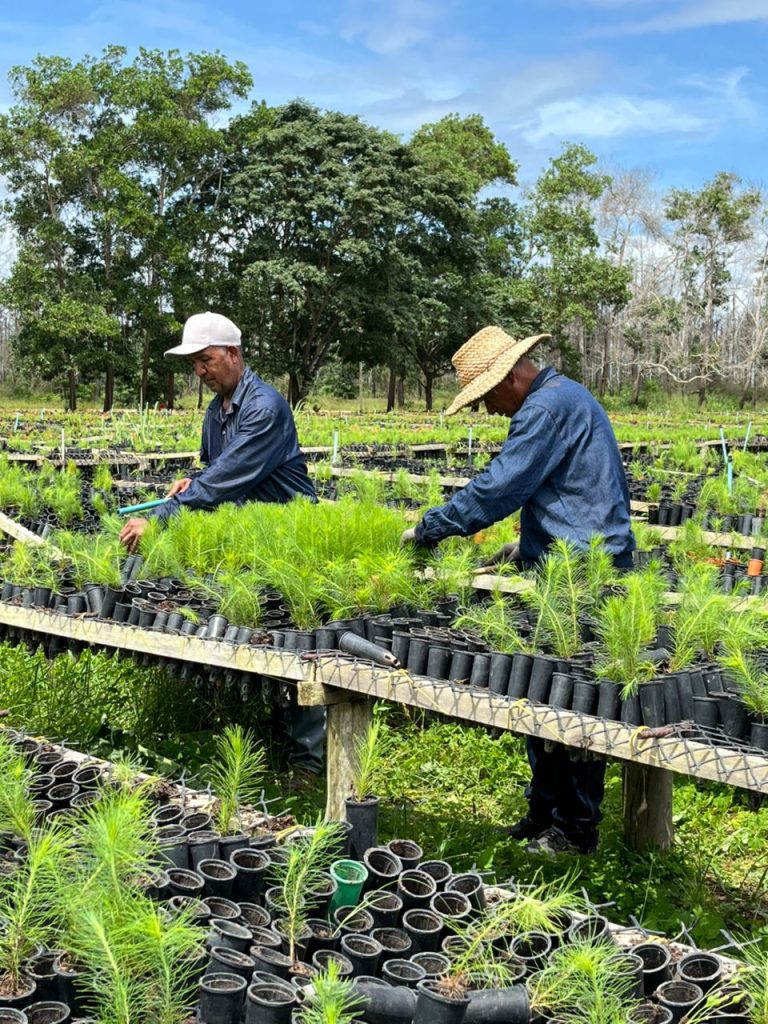 Maderas del Orinoco aportará 6,5 millones de plantas para recuperar suelos degradados en Bolívar