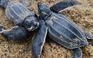 Más de 500 tortuguillos han eclosionado en La Sabana