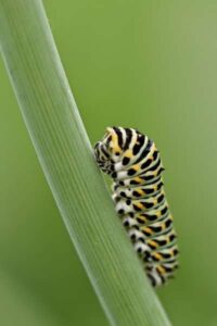 Metamorfosis biológica: qué es, fases y ejemplos en animales
