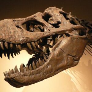 Ni en Argentina ni en México: dónde vivió el T-Rex, el dinosaurio más famoso del planeta