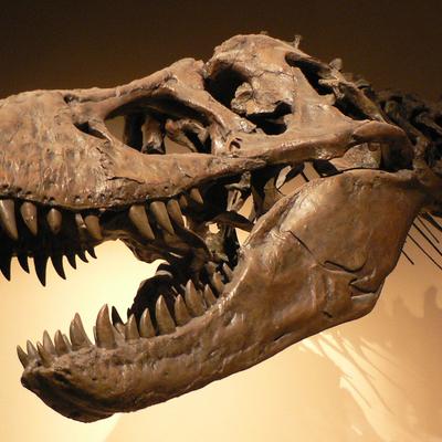 Ni en Argentina ni en México: dónde vivió el T-Rex, el dinosaurio más famoso del planeta