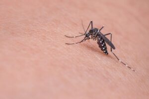 OMS alerta por chikunguña: Brote en el Índico podría desatar nueva epidemia regional – AlbertoNews