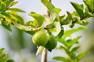 Opinión | La guayaba | Diario El Luchador