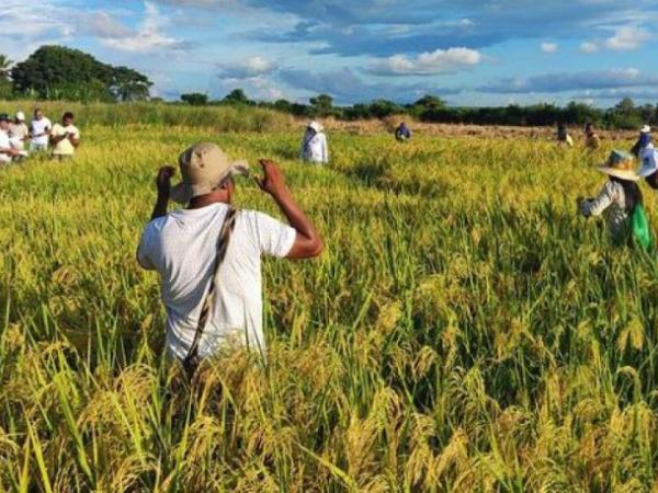 Paro arrocero: cifras del sector reflejarían la realidad 'insostenible' que estaría atravesando | Agro | Economía