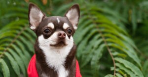 Perro aprende a decir «mamá» para que la abuela deje de pedir nietos – El Chigüire Bipolar