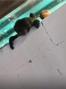 Piden al Minec rescatar a una mona en Mare Abajo