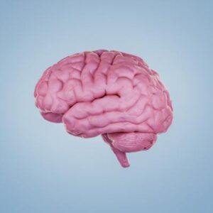 Por qué la edad biológica del cerebro podría ser clave para predecir la longevidad, según la ciencia