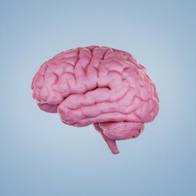 Por qué la edad biológica del cerebro podría ser clave para predecir la longevidad, según la ciencia