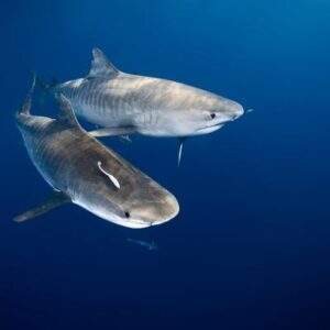 Por qué los tiburones que merodean esta isla del Pacífico crecen más de lo normal, según la ciencia