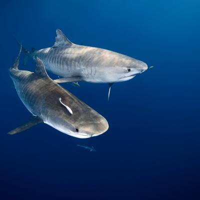 Por qué los tiburones que merodean esta isla del Pacífico crecen más de lo normal, según la ciencia