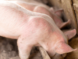 Producción de carne de cerdo en Colombia crece más que en China, EE. UU., Europa y Brasil | Agro | Economía