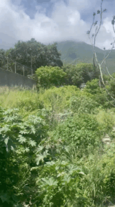 Proliferan las plagas por la maleza en Quebrada Seca