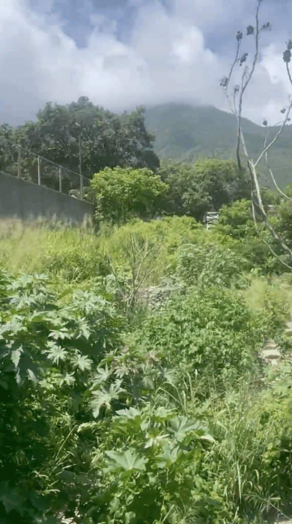 Proliferan las plagas por la maleza en Quebrada Seca
