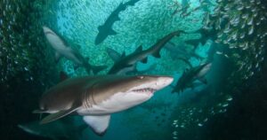 Rescataron a un joven surfista que sobrevivió 18 horas en el mar rodeado de tiburones