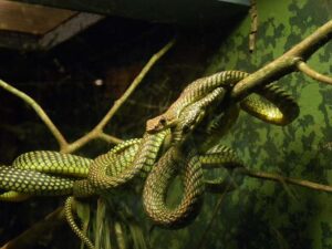 Serpientes voladoras: El misterioso vuelo de las reptiles que desafían la gravedad