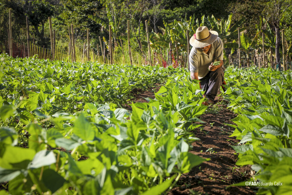 Sociedad de Agrónomos proponen creación de seguros agrícolas inteligentes en Venezuela