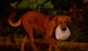 Solidaridad perruna: Recorre zonas peligrosas cada noche para alimentar a otros animales abandonados