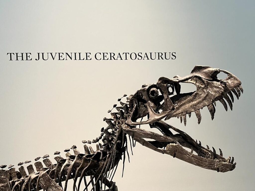Fotografía de un Ceratosaurus expuesto este martes, en la casa de subastas Sotheby's en Nueva York (EE.UU.). Sotheby's presentó a la prensa de Nueva York su subasta de Historia Natural, cuya pieza estrella es un gran esqueleto de Ceratosaurus, un ´dinosaurio bebé´ que "cualquier museo querrá tener".