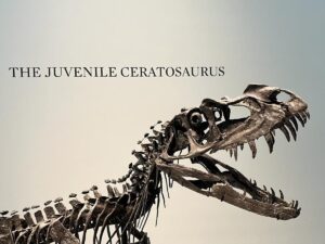 Fotografía de un Ceratosaurus expuesto este martes, en la casa de subastas Sotheby's en Nueva York (EE.UU.). Sotheby's presentó a la prensa de Nueva York su subasta de Historia Natural, cuya pieza estrella es un gran esqueleto de Ceratosaurus, un ´dinosaurio bebé´ que "cualquier museo querrá tener".