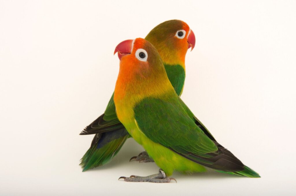Agapornis fischeri (inseparables de Fischer)